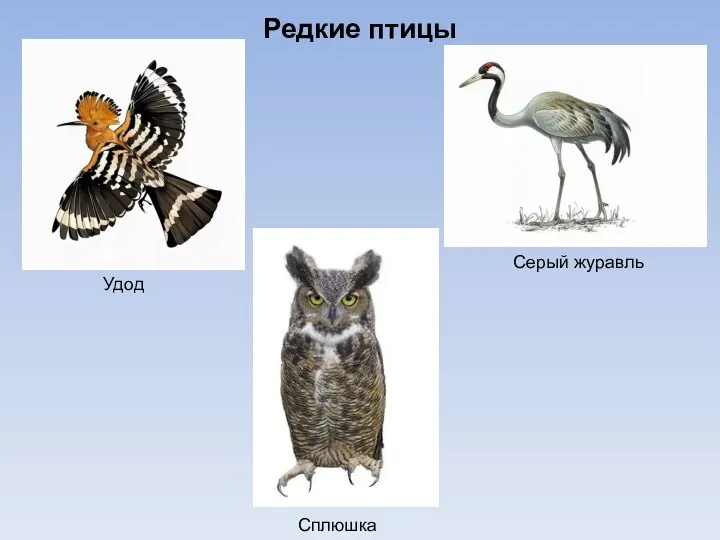 Редкие птицы Удод Сплюшка Серый журавль