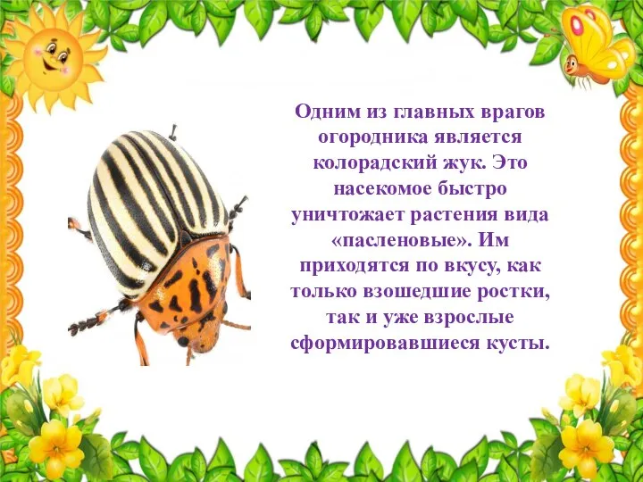 Одним из главных врагов огородника является колорадский жук. Это насекомое быстро