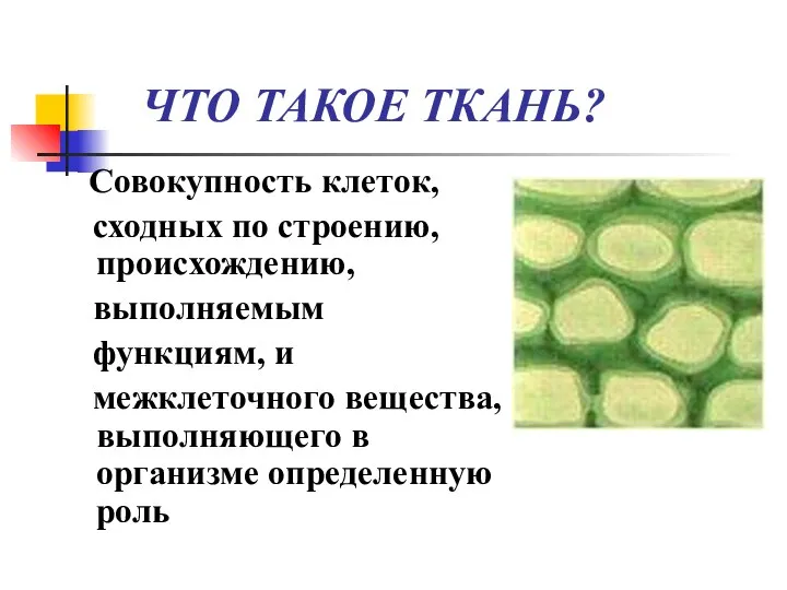 ЧТО ТАКОЕ ТКАНЬ? Совокупность клеток, сходных по строению, происхождению, выполняемым функциям,