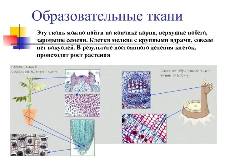 Образовательные ткани Эту ткань можно найти на кончике корня, верхушке побега,