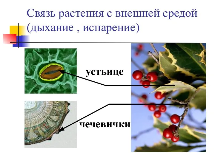 Связь растения с внешней средой (дыхание , испарение) чечевички устьице