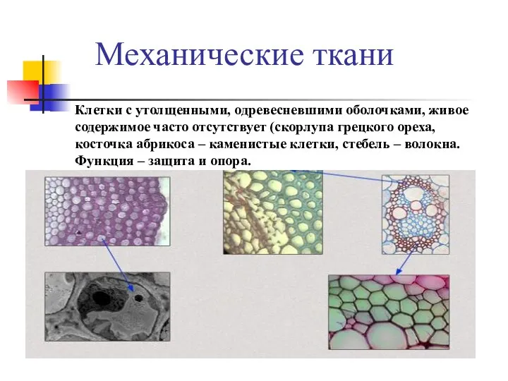 Механические ткани Клетки с утолщенными, одревесневшими оболочками, живое содержимое часто отсутствует