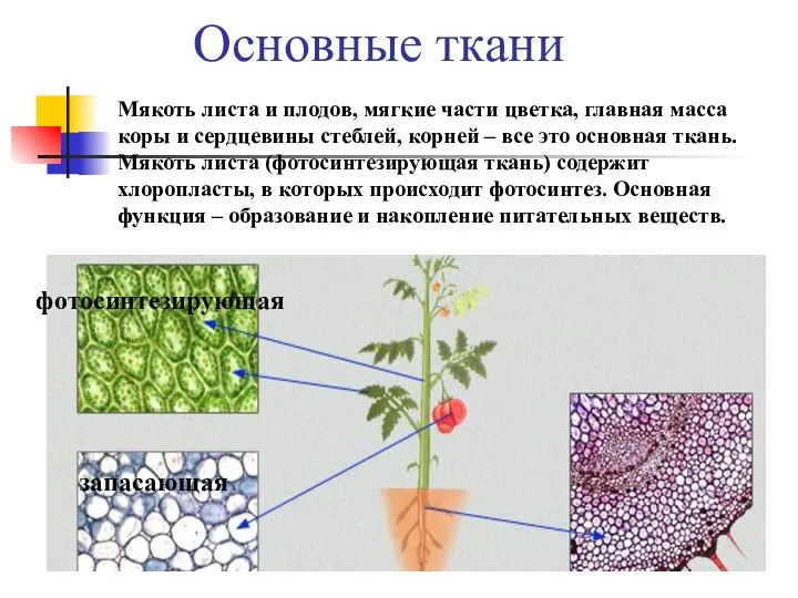 Основные ткани фотосинтезирующая запасающая Мякоть листа и плодов, мягкие части цветка,