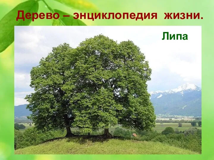 Дерево – энциклопедия жизни. 6. За нежный красивый облик это дерево