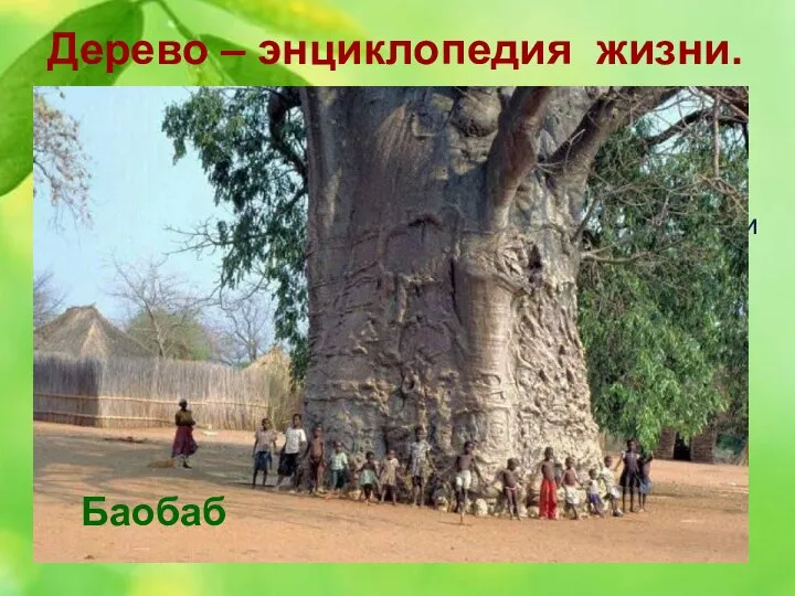 Дерево – энциклопедия жизни. 12. Hа африканском континенте это дерево в