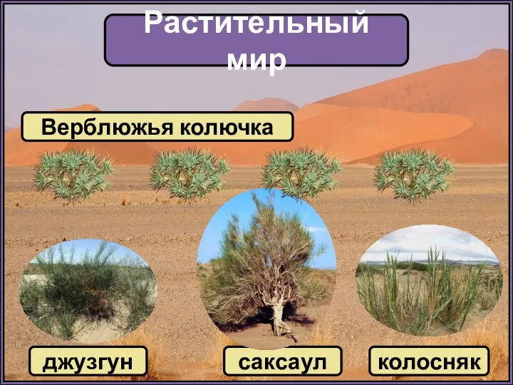 Растительный мир Верблюжья колючка саксаул колосняк джузгун