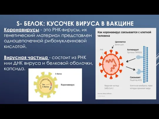 S- БЕЛОК: КУСОЧЕК ВИРУСА В ВАКЦИНЕ Коронавирусы - это РНК-вирусы, их