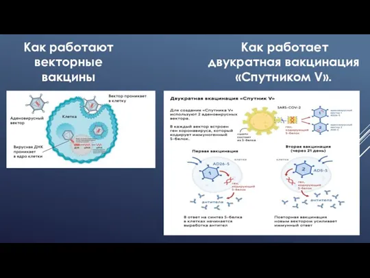 Как работают векторные вакцины Как работает двукратная вакцинация «Спутником V».