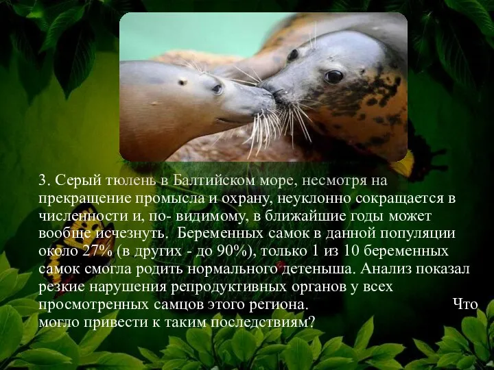 3. Серый тюлень в Балтийском море, несмотря на прекращение промысла и
