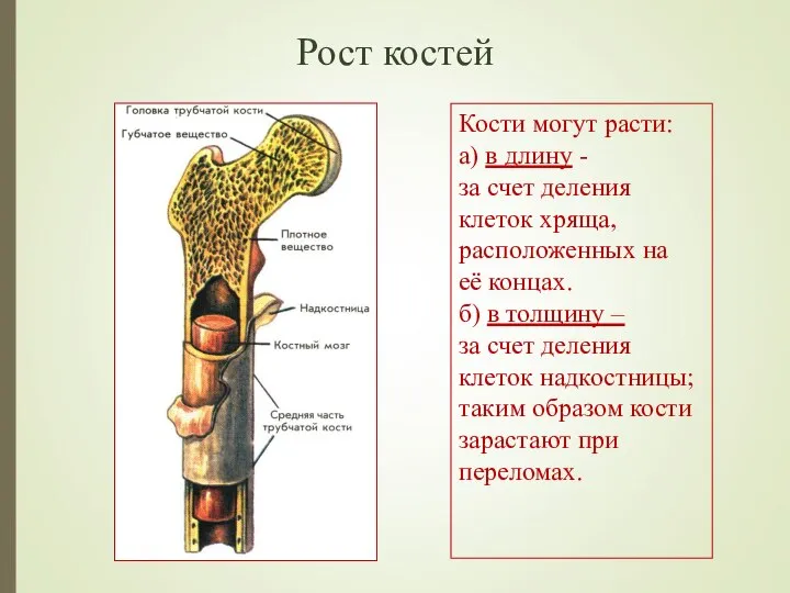 Рост костей Кости могут расти: а) в длину - за счет