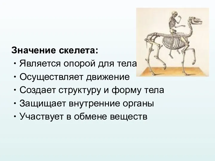 Значение скелета: Является опорой для тела Осуществляет движение Создает структуру и