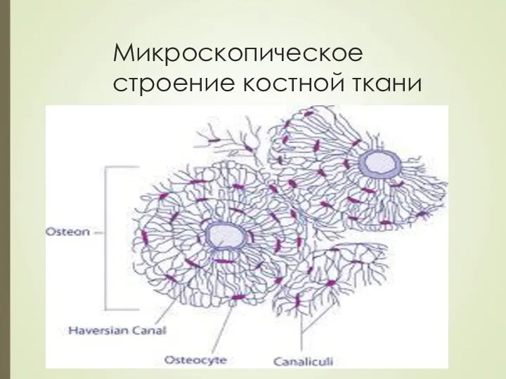 Микроскопическое строение костной ткани