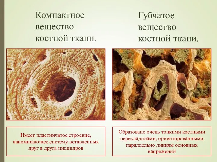 Компактное вещество костной ткани. Губчатое вещество костной ткани. Имеет пластинчатое строение,