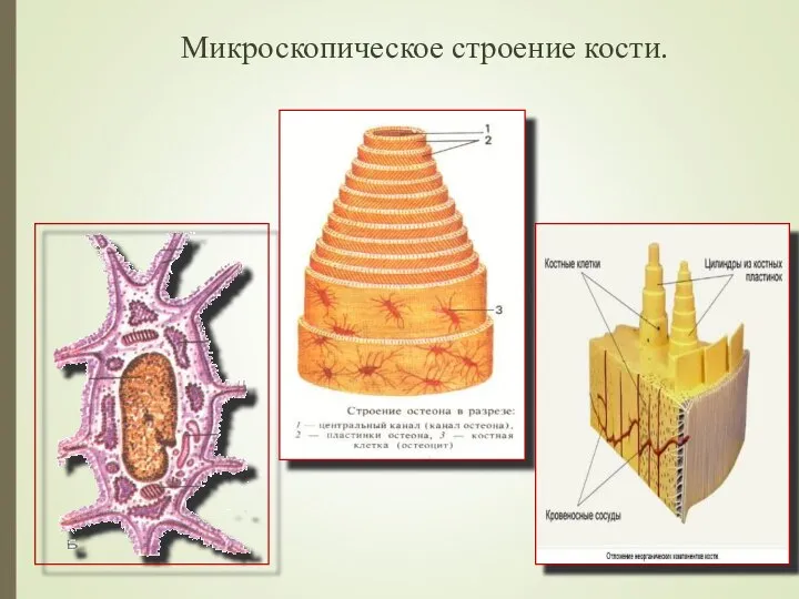 Микроскопическое строение кости.