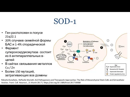 SOD-1 Ген расположен в локусе 21q22.1 20% случаев семейной формы БАС