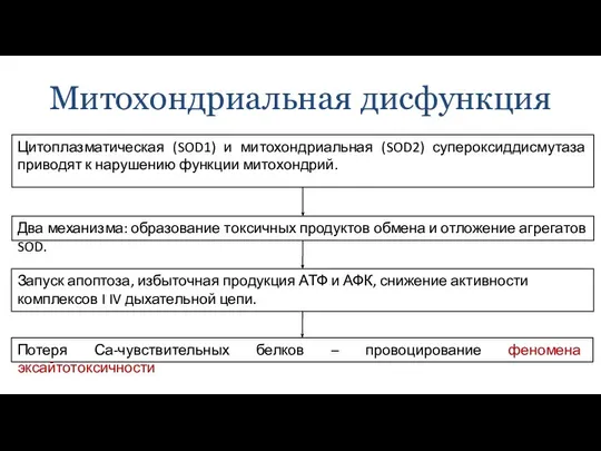 Митохондриальная дисфункция Цитоплазматическая (SOD1) и митохондриальная (SOD2) супероксиддисмутаза приводят к нарушению