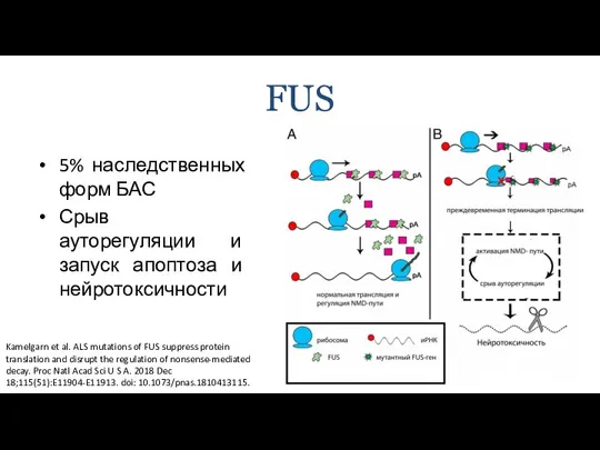 FUS 5% наследственных форм БАС Срыв ауторегуляции и запуск апоптоза и