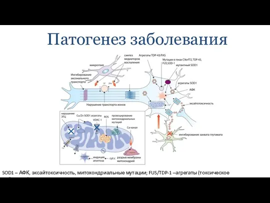 Патогенез заболевания SOD1 – АФК, эксайтоксичность, митохондриальные мутации; FUS/TDP-1 –агрегаты (токсическое действие?)