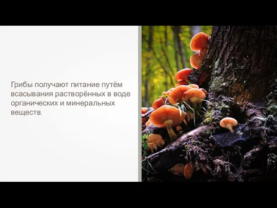 Грибы получают питание путём всасывания растворённых в воде органических и минеральных веществ.
