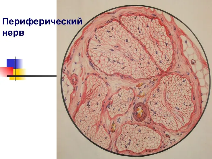 Периферический нерв