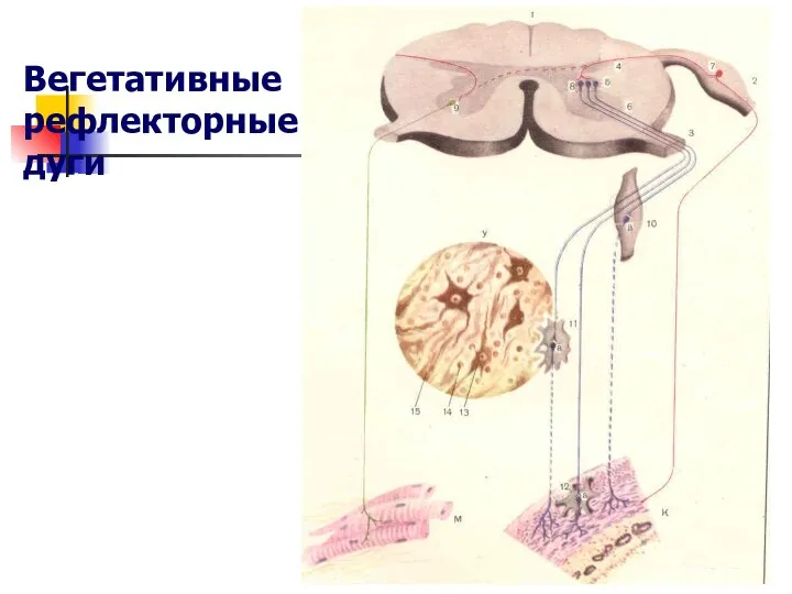 Вегетативные рефлекторные дуги