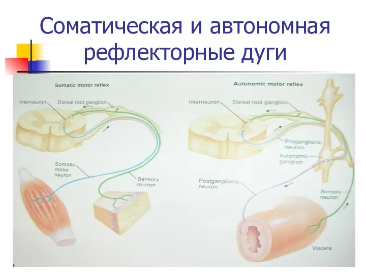 Соматическая и автономная рефлекторные дуги