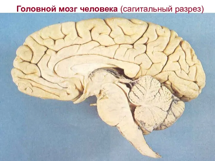 Головной мозг человека (сагитальный разрез)