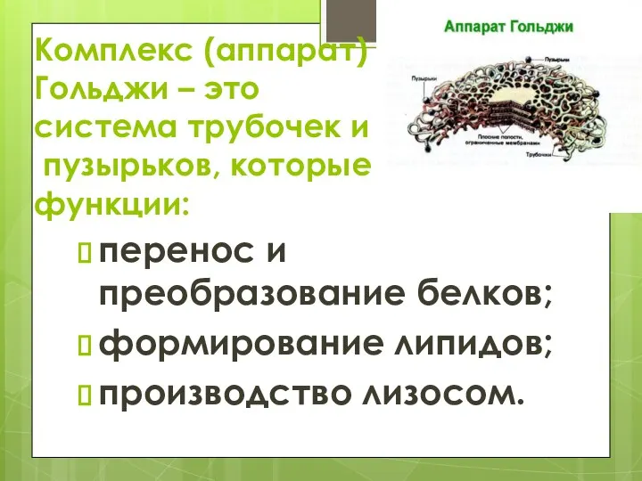 Комплекс (аппарат) Гольджи – это система трубочек и пузырьков, которые выполняют