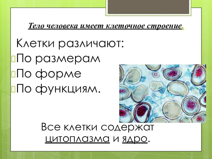 Тело человека имеет клеточное строение. Клетки различают: По размерам По форме