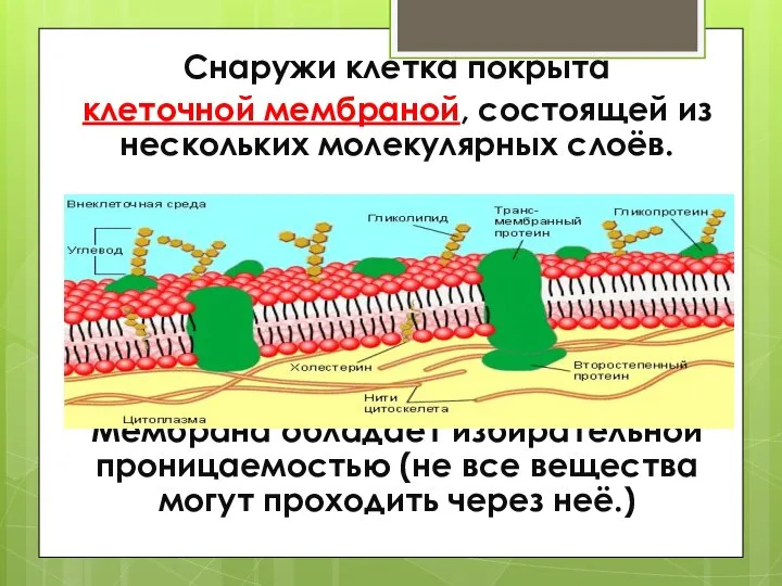 Снаружи клетка покрыта клеточной мембраной, состоящей из нескольких молекулярных слоёв. Мембрана