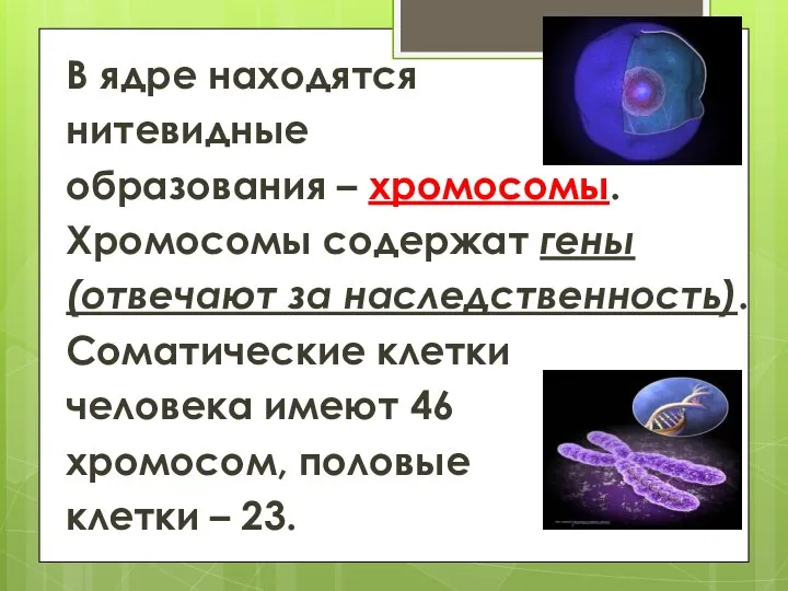 В ядре находятся нитевидные образования – хромосомы. Хромосомы содержат гены (отвечают