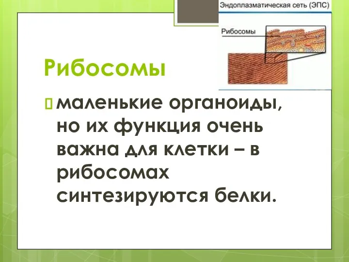 Рибосомы маленькие органоиды, но их функция очень важна для клетки – в рибосомах синтезируются белки.