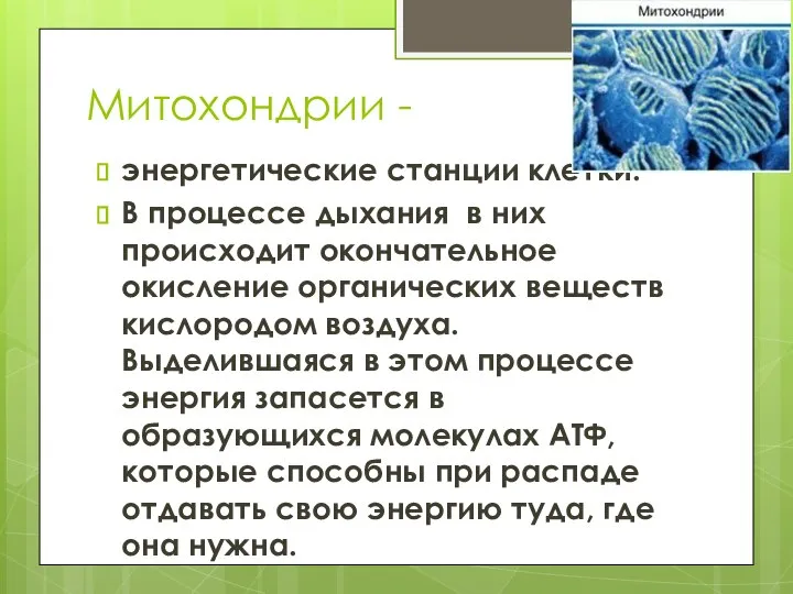 Митохондрии - энергетические станции клетки. В процессе дыхания в них происходит