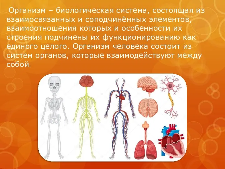 Организм – биологическая система, состоящая из взаимосвязанных и соподчинённых элементов, взаимоотношения