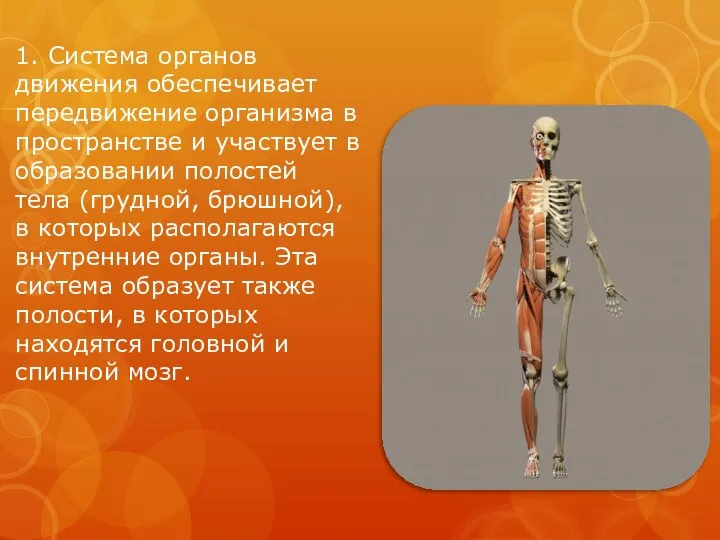 1. Система органов движения обеспечивает передвижение организма в пространстве и участвует