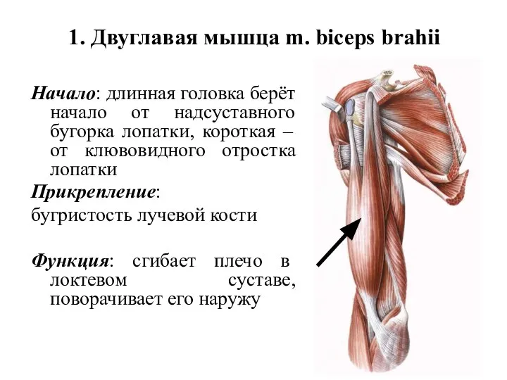 1. Двуглавая мышца m. biceps brahii Начало: длинная головка берёт начало
