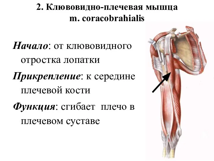 2. Клювовидно-плечевая мышца m. coracobrahialis Начало: от клювовидного отростка лопатки Прикрепление: