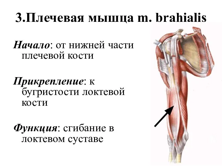 3.Плечевая мышца m. brahialis Начало: от нижней части плечевой кости Прикрепление: