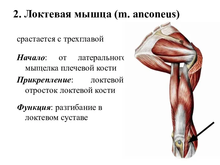 2. Локтевая мышца (m. anconеus) срастается с трехглавой Начало: от латерального