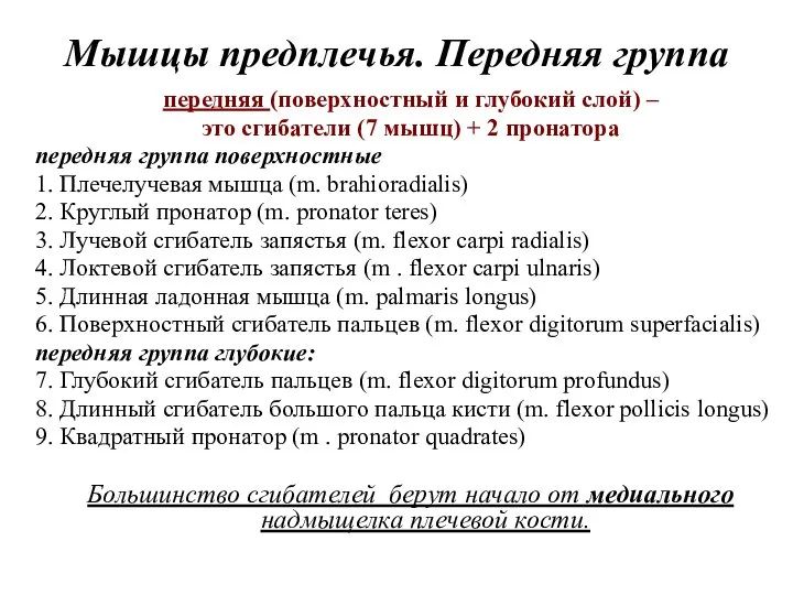 передняя (поверхностный и глубокий слой) – это сгибатели (7 мышц) +