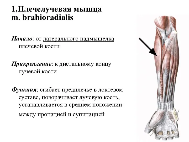 1.Плечелучевая мышца m. brahioradialis Начало: от латерального надмыщелка плечевой кости Прикрепление: