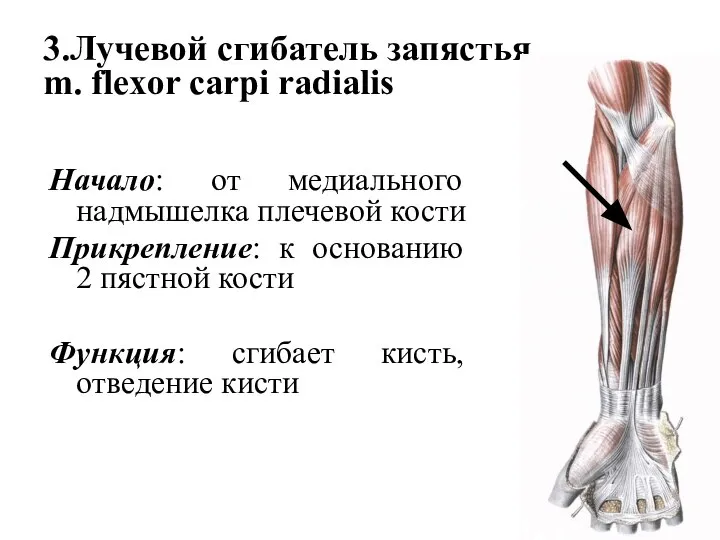 3.Лучевой сгибатель запястья m. flexor carpi radialis Начало: от медиального надмышелка