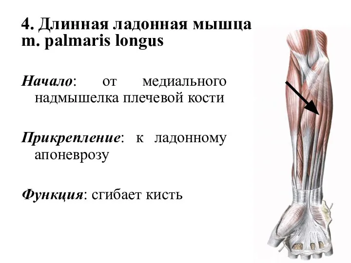 4. Длинная ладонная мышца m. palmaris longus Начало: от медиального надмышелка