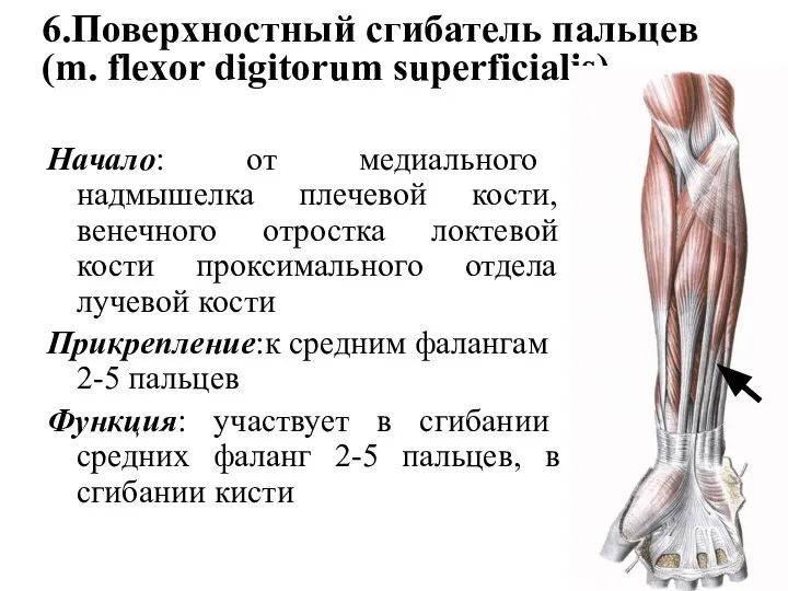 6.Поверхностный сгибатель пальцев (m. flexor digitorum superficialis) Начало: от медиального надмышелка