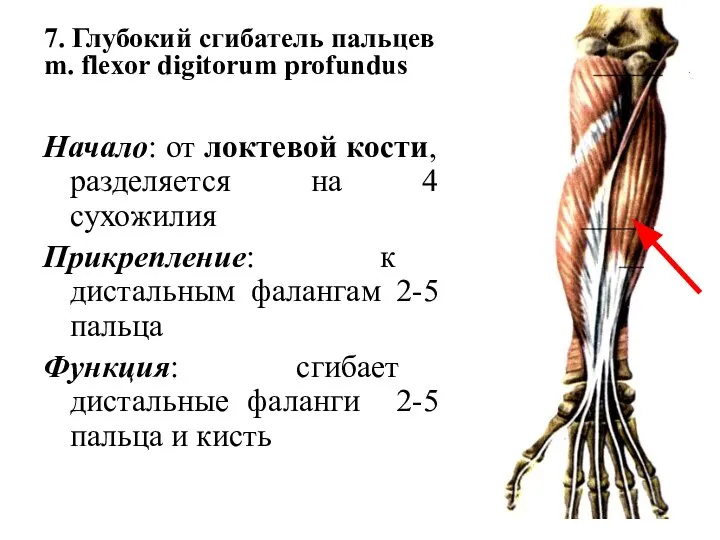 7. Глубокий сгибатель пальцев m. flexor digitorum profundus Начало: от локтевой