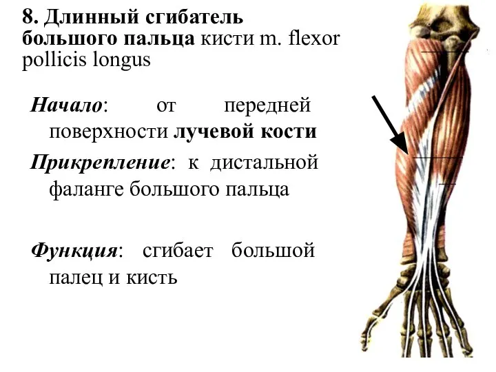 8. Длинный сгибатель большого пальца кисти m. flexor pollicis longus Начало: