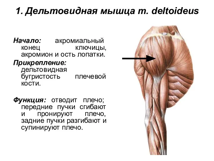 1. Дельтовидная мышца m. deltoideus Начало: акромиальный конец ключицы, акромион и