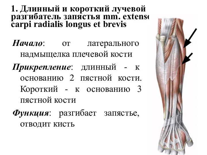 1. Длинный и короткий лучевой разгибатель запястья mm. extensor carpi radialis