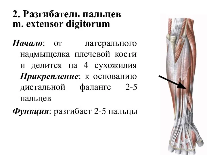 2. Разгибатель пальцев m. extensor digitorum Начало: от латерального надмыщелка плечевой