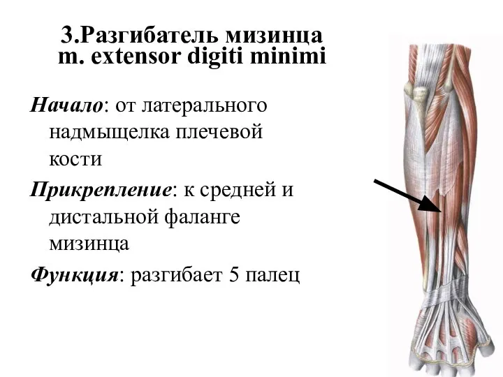 3.Разгибатель мизинца m. extensor digiti minimi Начало: от латерального надмыщелка плечевой